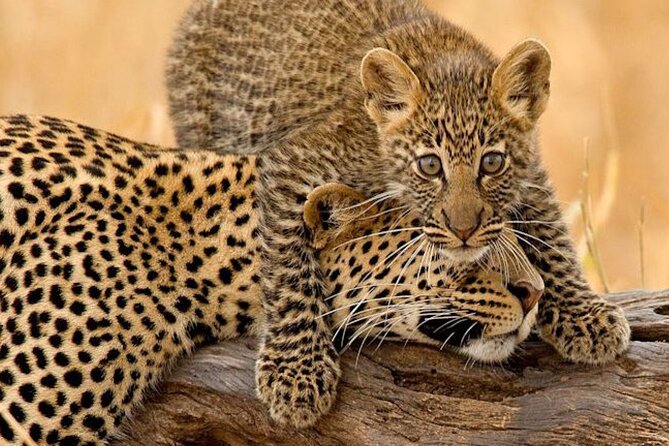4 Days Budget Camp Safari Serengeti, Ngorongoro Crater and Tarangire Park - Key things to know before booking
