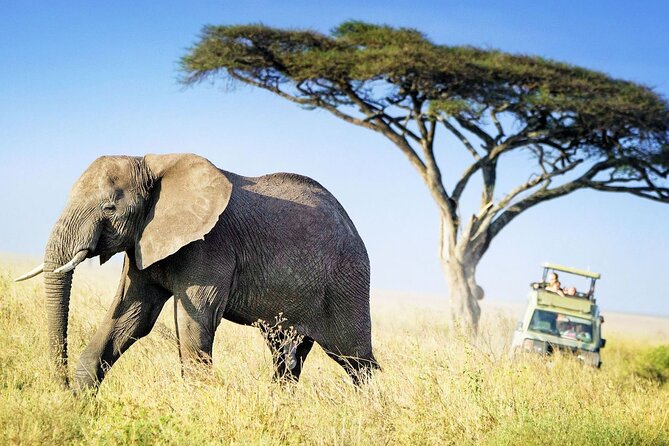 4 Days Budget Camp Safari Serengeti, Ngorongoro Crater and Tarangire Park - A fast route through Tanzania’s northern parks