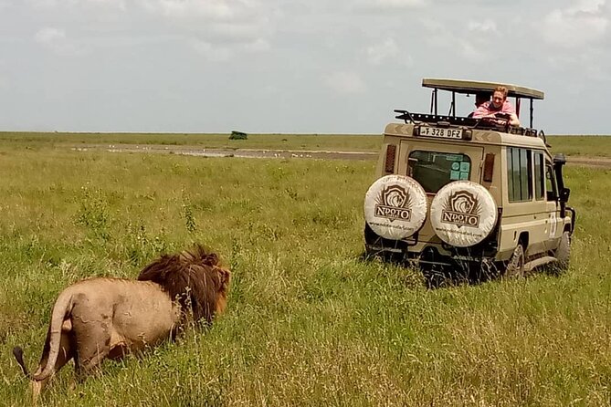 4 Days Budget Camp Safari Serengeti, Ngorongoro Crater and Tarangire Park - Private transport changes the feel of the trip