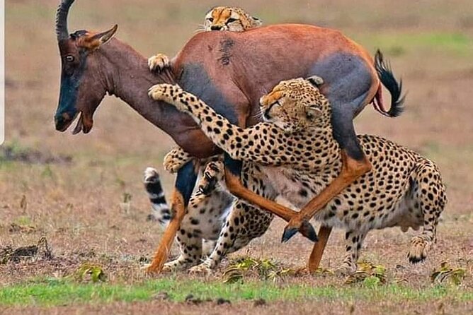 4-Days Bush to Bush Authentic Budget Safari - What the $795 Safari Package Really Covers