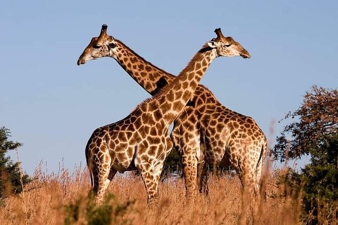4-Days Bush to Bush Authentic Budget Safari - What the Praise Tells You About Service
