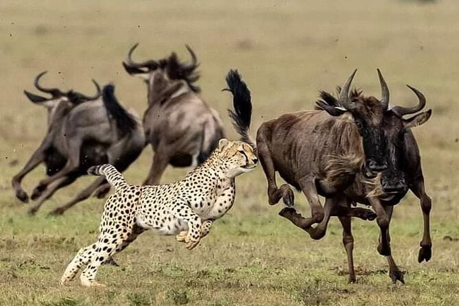 4-Days Bush to Bush Authentic Budget Safari - Who Will Get the Most From This Safari
