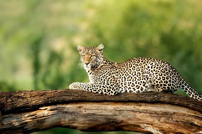 4 Days Experience big five in Tarangire, Serengeti & Ngorongoro Safari - What this safari is really offering