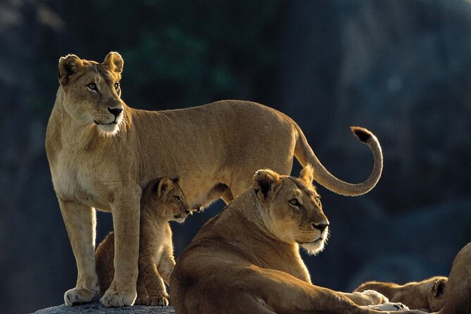 4 Days Experience big five in Tarangire, Serengeti & Ngorongoro Safari - Day 3: Sunrise predators and the move to Ngorongoro