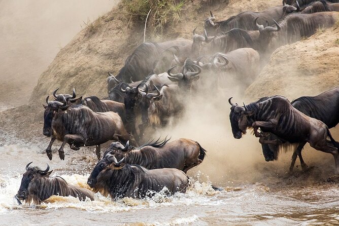 4 Days Experience big five in Tarangire, Serengeti & Ngorongoro Safari - Day 4: Ngorongoro Crater’s compact wildlife world