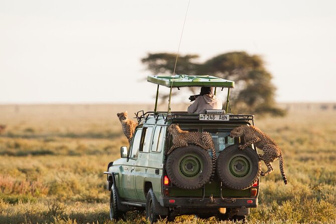 4 Days Experience big five in Tarangire, Serengeti & Ngorongoro Safari - Big Five hopes and wildlife expectations