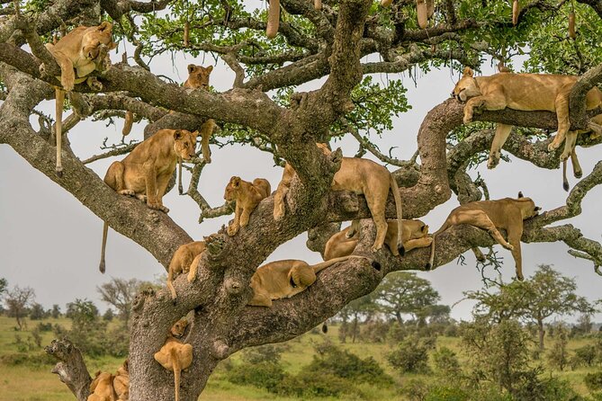 4 Days Experience big five in Tarangire, Serengeti & Ngorongoro Safari - Is $1,280 per person good value?