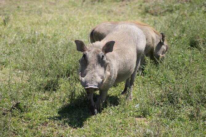 4 Days Group Camping Safari - Day four: Inside Ngorongoro Crater