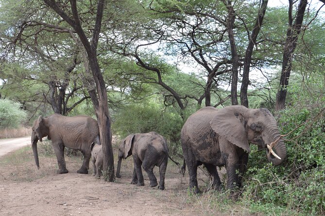 4 Days Group Camping Safari - Camping, food, and the comfort question