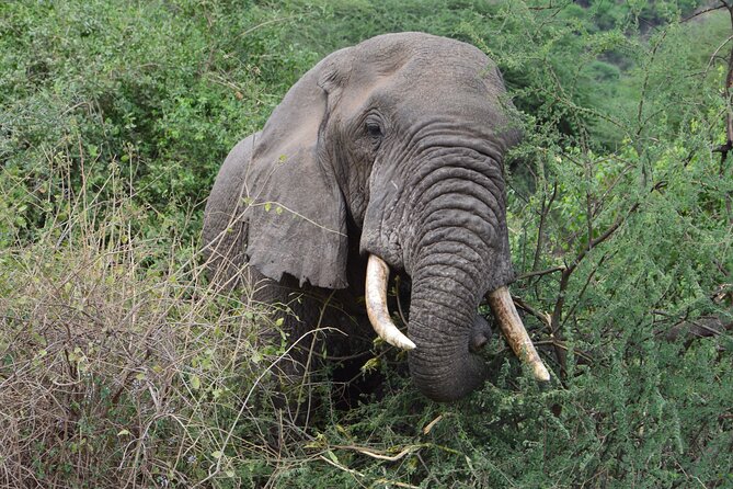 4 Days Group Camping Safari - The guide can make or break the safari