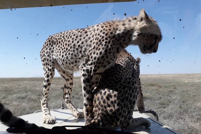 4 Days Group Joining Camping Safari to Tarangire Serengeti Ngorongoro Crater - Day 4: Ngorongoro Crater’s concentrated wildlife viewing