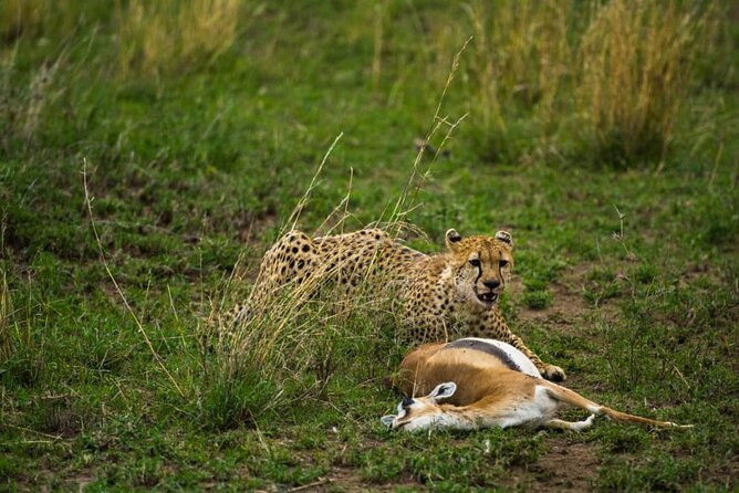 4 Days Group Joining Camping Safari to Tarangire Serengeti Ngorongoro Crater - Camping, meals, and vehicle comfort