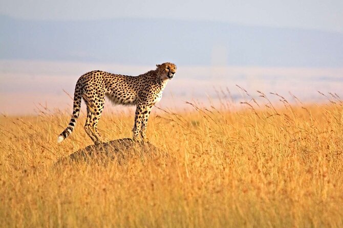 4 Days Group Joining Camping Tanzania safari - A four-day route with a lot packed in