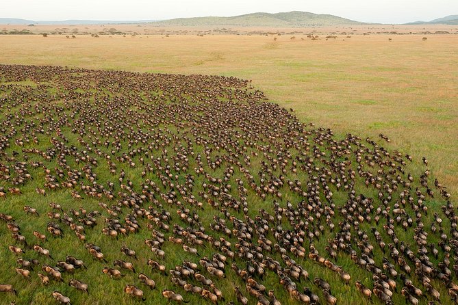 4 days Join Group safari in Serengeti, Ngorongoro and Lake Manyara National Park - Comfort, languages, and the small-group setup
