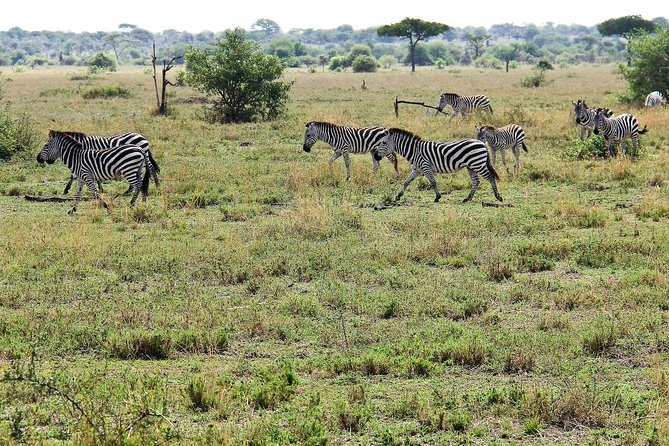 4 Days Join Group tour Tarangire Serengeti and Ngorongoro crater - Why this four-day route works