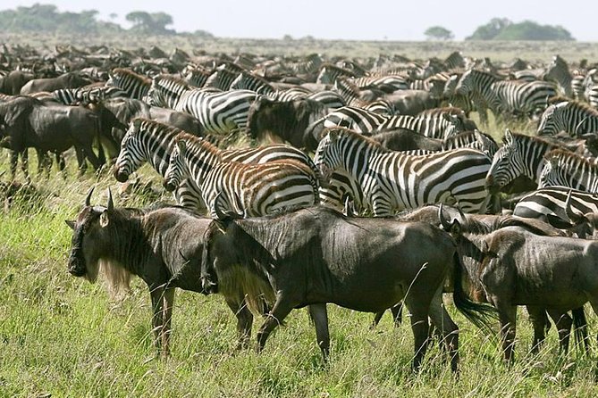 4 Days Join Group tour Tarangire Serengeti and Ngorongoro crater - Day two: crossing the highlands into the Serengeti