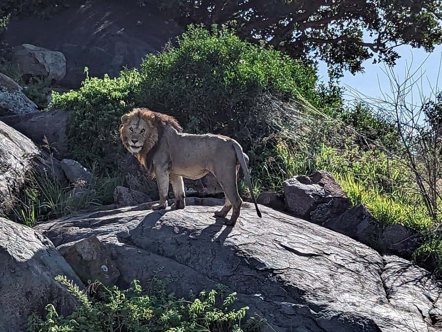 4 Days Join-In Safari: Big Five & Great Plains - Key points to know before booking