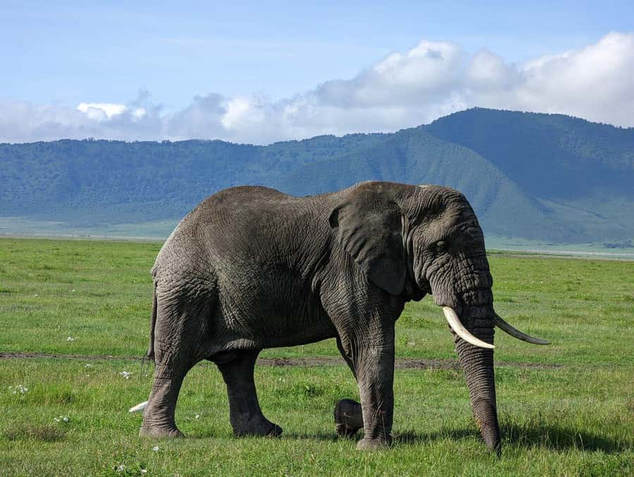 4 Days Join-In Safari: Big Five & Great Plains - Day 1: Tarangire and its elephant country