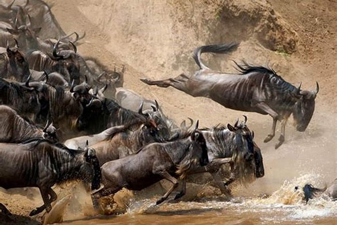 4 Days Joined Group Safari Serengeti,Ngorongoro and Tarangire National Parks - What $974.36 covers