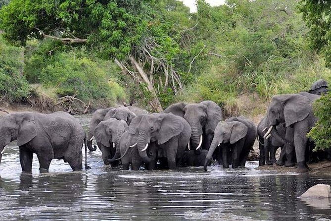 4 Days Joined Group Safari Serengeti,Ngorongoro and Tarangire National Parks - Day 4: Six hours inside Ngorongoro Crater