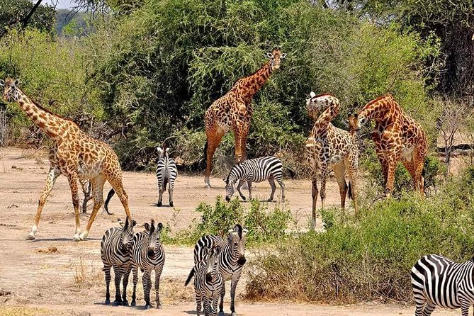 4 Days Joined Group Safari Serengeti,Ngorongoro and Tarangire National Parks - Camping, food, and daily comfort