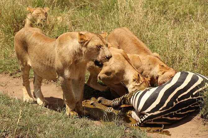 4 Days Joined Group Safari Serengeti,Ngorongoro and Tarangire National Parks - Day 1: Baobabs and elephants in Tarangire