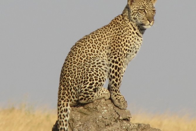 4 Days Joining group budget camp Safari in Serengeti , Ngorongoro and Tarangire - Arusha or Moshi pickup at 7:00 a.m.