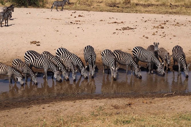 4 Days Joining group budget camp Safari in Serengeti , Ngorongoro and Tarangire - Serengeti: the trip’s main wildlife stage