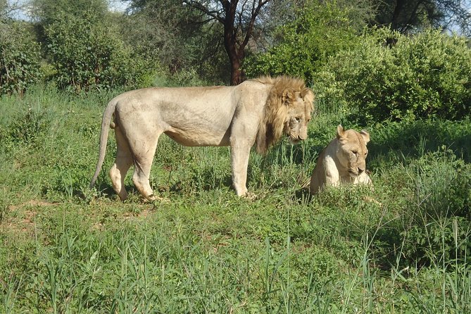 4 Days Joining group budget camp Safari in Serengeti , Ngorongoro and Tarangire - Ngorongoro: a compact wildlife setting