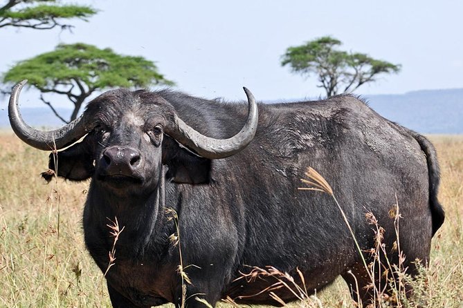 4 Days Joining group budget camp Safari in Serengeti , Ngorongoro and Tarangire - How the shared vehicle affects the experience