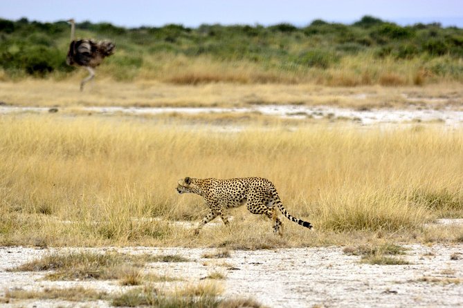 4 Days Joining group budget camp Safari in Serengeti , Ngorongoro and Tarangire - What the $930 price includes, and what it does not