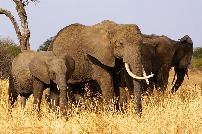 4 Days Joining group budget camp Safari in Serengeti , Ngorongoro and Tarangire - Tarangire: elephants and a gentle introduction