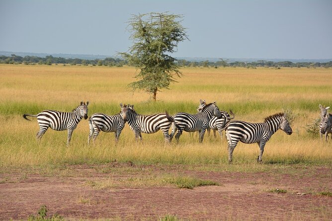 4 Days - Lake Manyara, Serengeti and Ngorongoro Crater - Day 2: The long road to central Serengeti