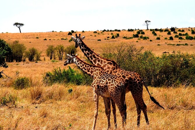 4 Days - Lake Manyara, Serengeti and Ngorongoro Crater - Day 3: A final Serengeti drive before Ngorongoro