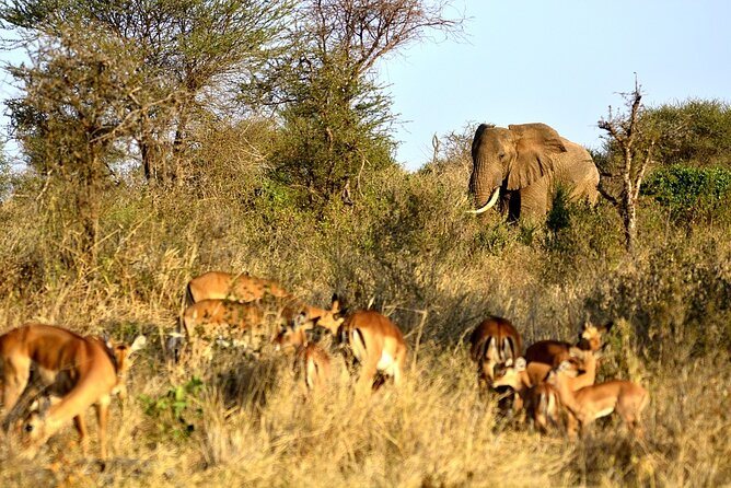 4 Days - Lake Manyara, Serengeti and Ngorongoro Crater - Day 4: Five hours inside Ngorongoro Crater
