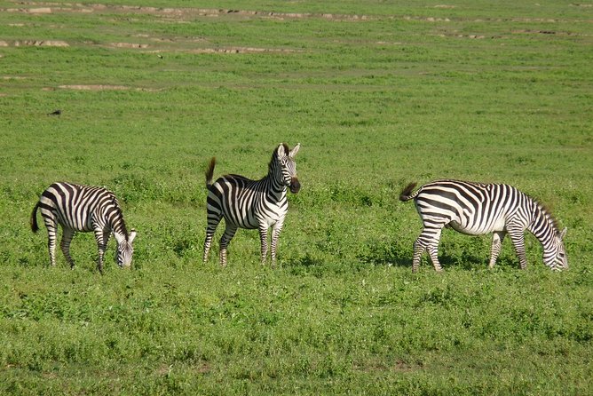 4 Days Lodge Safari - Day two crosses the crater highlands to Serengeti