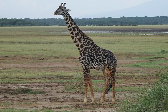 4 Days Lodge Safari - Day four inside Ngorongoro Crater