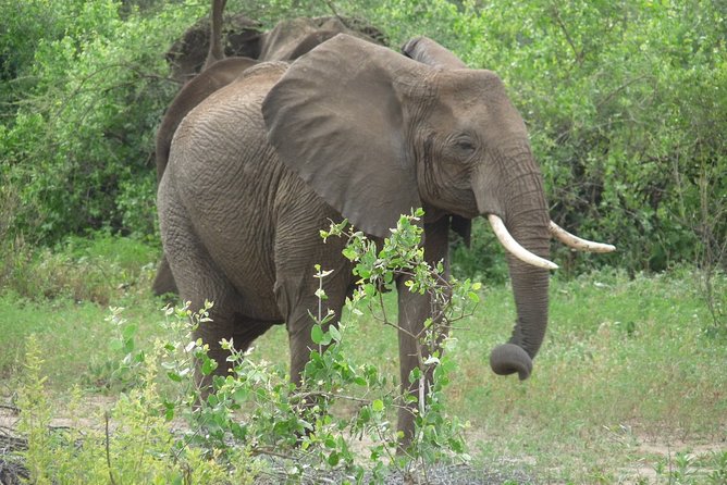 4 Days Lodge Safari - The price: where the value sits