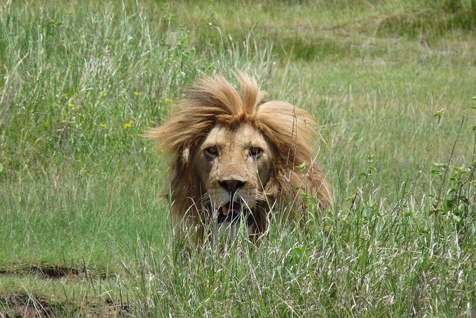 4 Days Lodge Safari - Comfort, pace, and guide quality