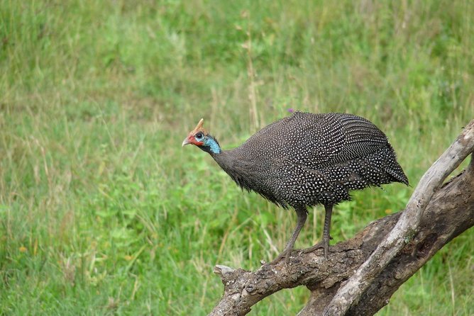 4 Days Lodge Safari - Who should book this safari?