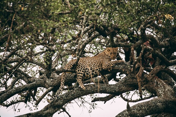 4 Days Lodge Safari in Lake Manyara, Serengeti & Ngorongoro Crater - Day 4: A crater game drive and return to Arusha