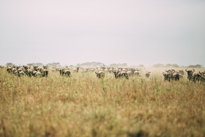 4 Days Lodge Safari in Lake Manyara, Serengeti & Ngorongoro Crater - What the private format changes