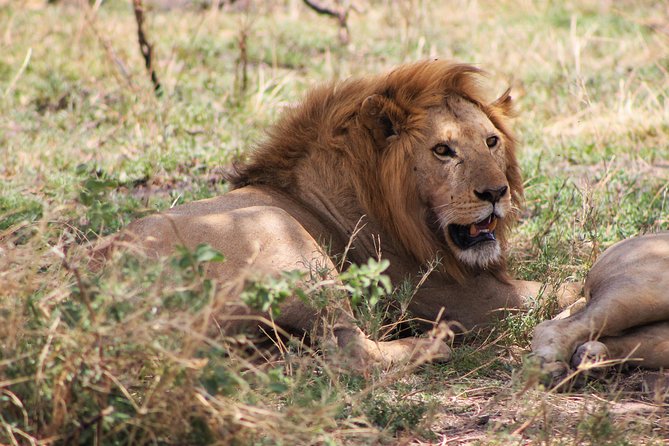 4 Days lodge safari Tarangire , Ngorongoro crater & Walking - FAQ