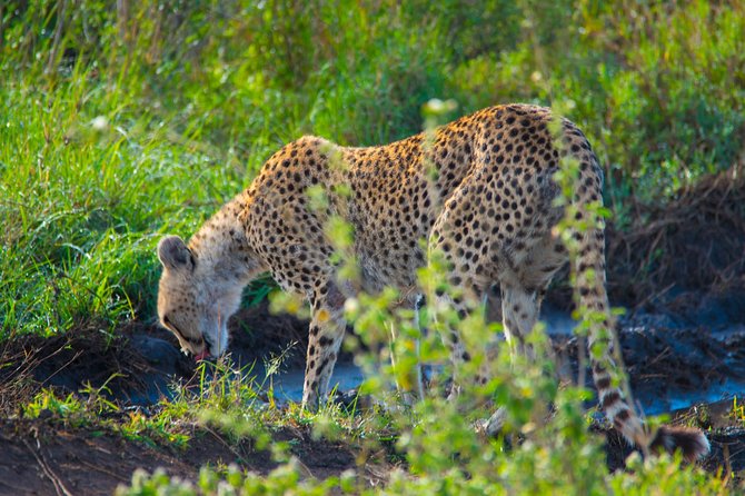 4 Days Lodge Safari - Day one at Lake Manyara, a good opening act