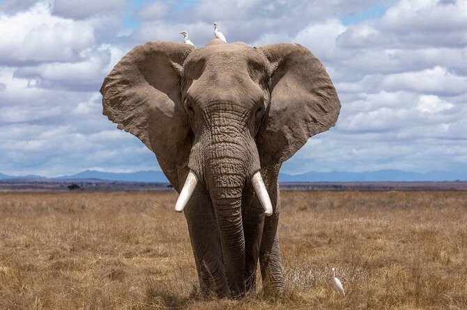 4 Days Lodges Serengeti, Ngorongoro Crater & Visiting Maasai - Day four: one last look before the return