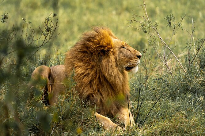 4 Days Lodges Serengeti, Ngorongoro Crater & Visiting Maasai - The guide and vehicle can shape the whole trip