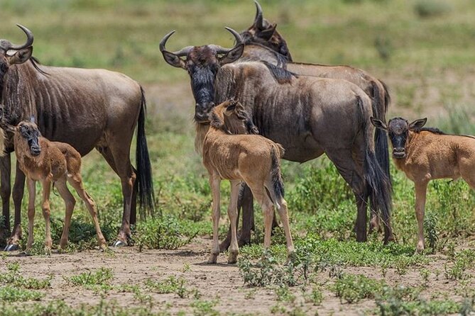 4 Days Lodges Serengeti, Ngorongoro Crater & Visiting Maasai - Day three: the main Serengeti game-drive day