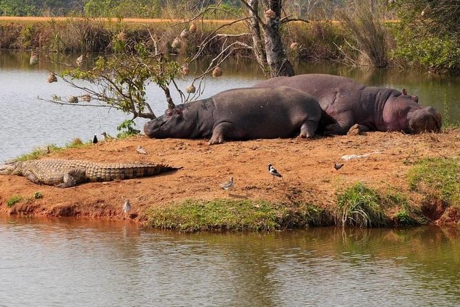 4 Days Luxury Lodge Safari Tour Tanzania - Day 3: A 6 a.m. Serengeti game drive