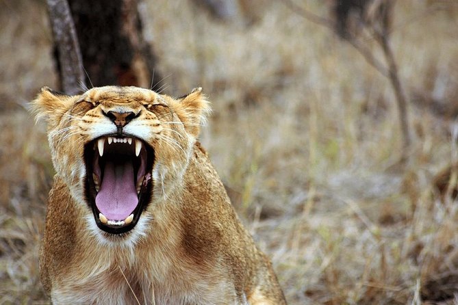 4 Days Luxury Lodge Safari Tour Tanzania - The strongest part is the guiding