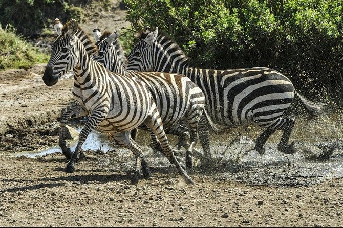4 Days Luxury Lodge Safari Tour Tanzania - Where this safari delivers value, and where it may disappoint